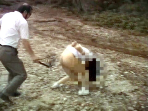 相川ひとみ ｜ SS232　志摩紫光マニアドキュメント　浣腸 鞭責め SM調教 エロ SM画像 AV画像